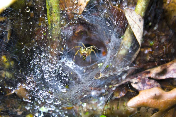 Griezelige Spin Spinnenweb Met Dauw Natuur — Stockfoto