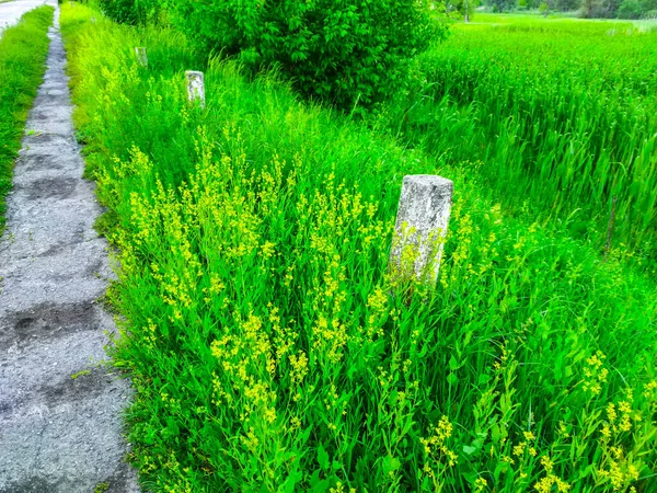 Camino Campo Naturaleza Verde Del Prado — Foto de Stock