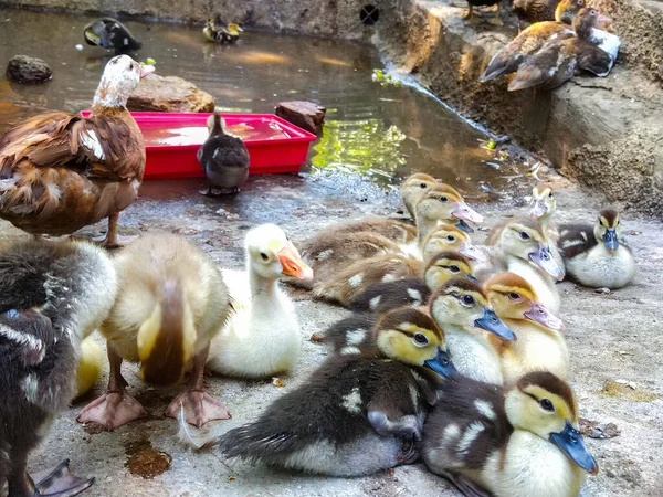 Tête Mignon Canard Nouveau — Photo