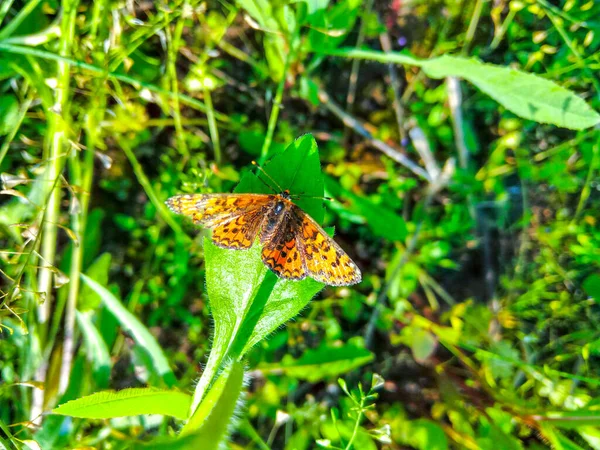 Turuncu Kelebek Yeşil Bir Yaprağın Üzerinde Duruyor — Stok fotoğraf