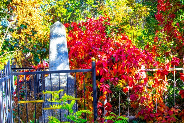 Tombstones in cemetery among green plants. Old graves in graveyard. Gothic  tombstone in autumn sunny day