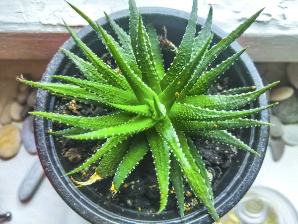 Aloe Vera Zamatos Hazai Növény — Stock Fotó