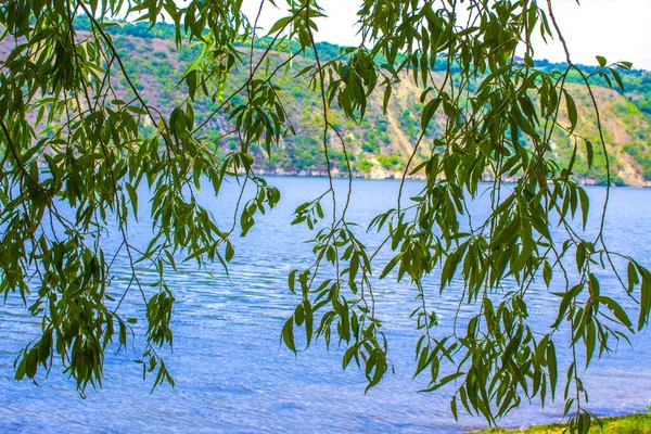 Δέντρο Υποκατάστημα Πάνω Από Νερό Φόντο Του Ποταμού — Φωτογραφία Αρχείου