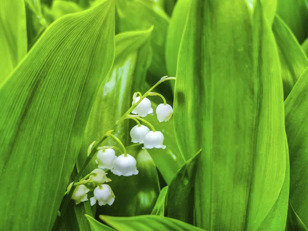 Lily Valley Flower May Garden Plant — Foto de Stock