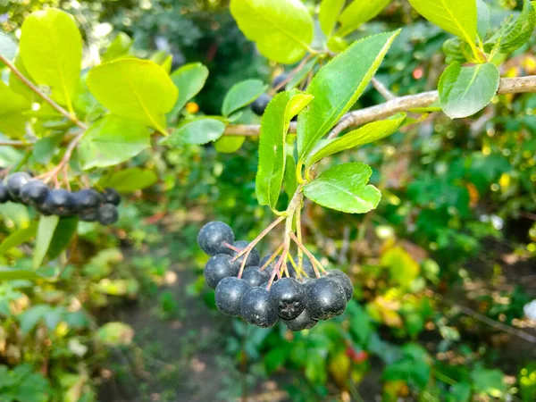 Sekelompok Buah Aronia Matang Semak Semak Pada Hari Yang Cerah — Stok Foto