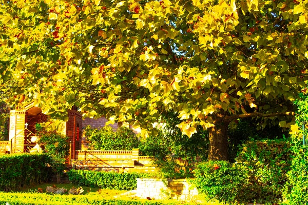 autumn garden, big maple tree in sunny day