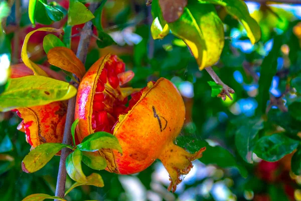 pomegranate fruit branch with plants