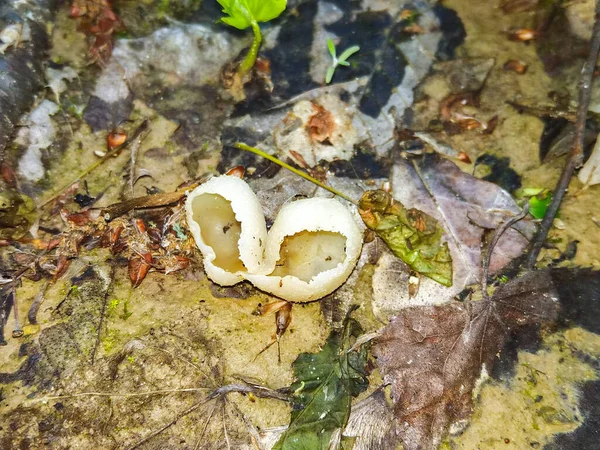 Peziza Fungo Interessante Que Parece Com Uma Tigela Laranja — Fotografia de Stock