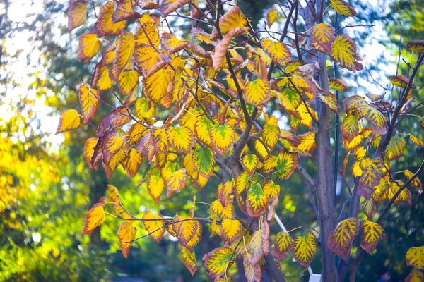 Φθινοπωρινά Φύλλα Στα Κλαδιά Του Δέντρου — Φωτογραφία Αρχείου