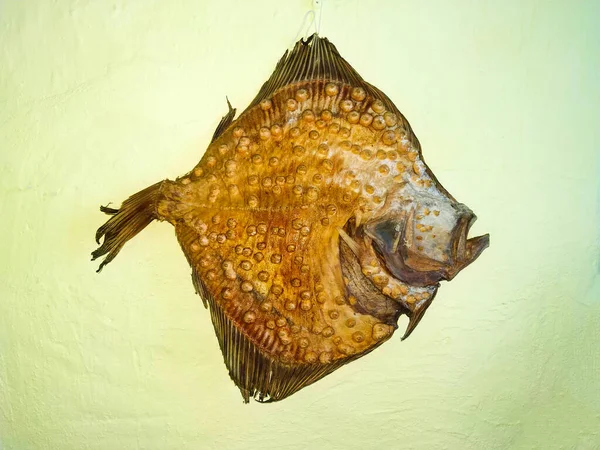 One salty dried flounder fish. Traditionally dried flounder. Salty dried fish on white background.