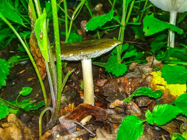 Vit Svamp Nära Håll Skogen — Stockfoto