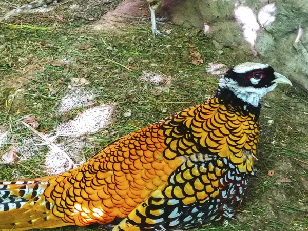 gold pheasant bird pet nature