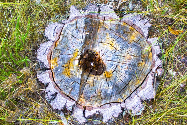 wooden circle stump in dry grass