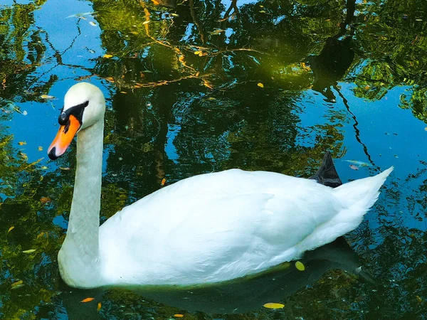 Two White Swan Bird Swimming Wate — Stock Photo, Image