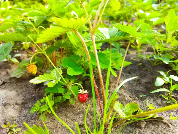 Fraises Mûres Rouges Sur Branche Dans Jardin — Photo