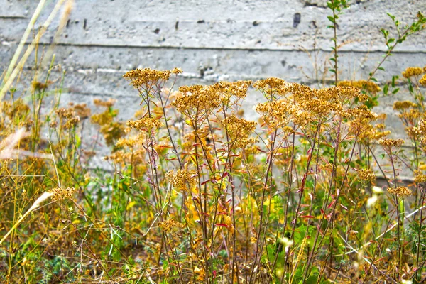 Herbst Trockener Strauch Blumen Natur — Stockfoto