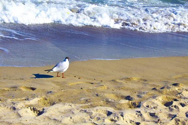 Ave Mar Volando Mar Playa — Foto de Stock