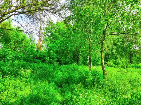 Березове Дерево Зелений Ліс Природа — стокове фото
