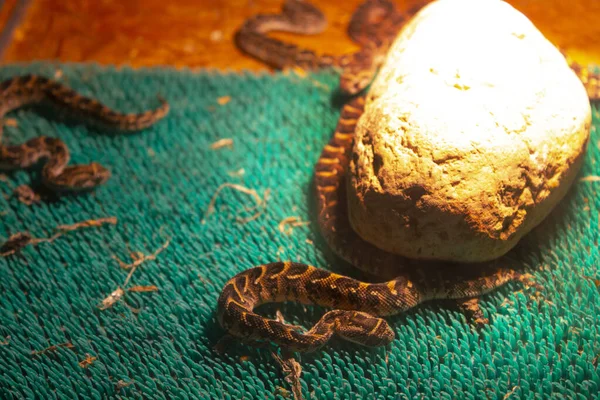 ブラウンバイパーヘビの動物の爬虫類 — ストック写真