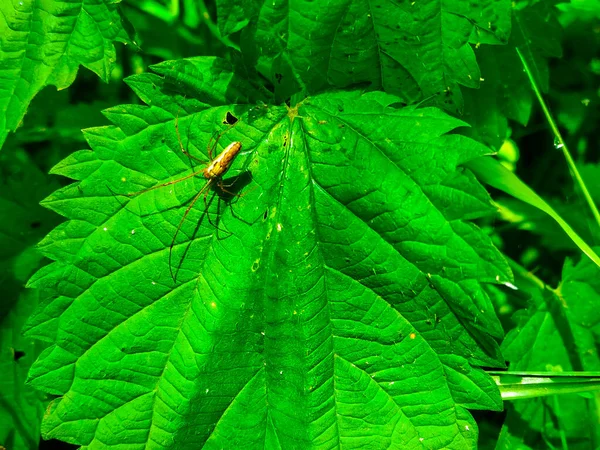 Spider Insect Green Leaf Nature — Stock Photo, Image
