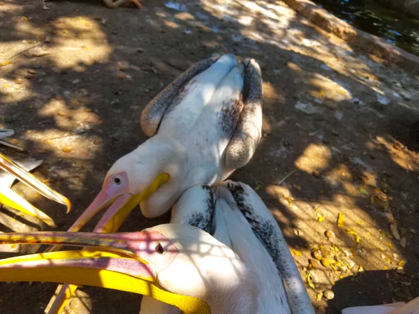 Fechar Cabeça Bico Pelicano Branco — Fotografia de Stock