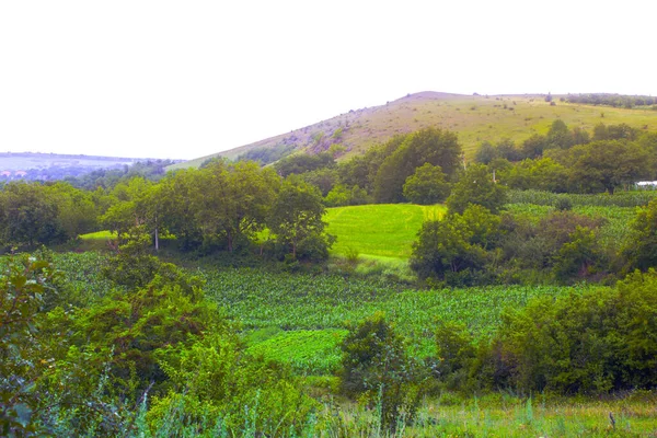 Grüne Wiese Hügel Landschaft Panorama — Stockfoto