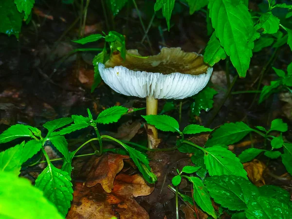 Vit Svamp Nära Håll Skogen — Stockfoto