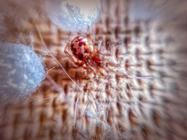 Yakın Plan Üçgen Örümcek Ağı Yumurta Keseleri — Stok fotoğraf