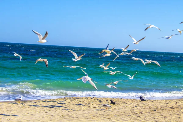 Ave Mar Volando Mar Playa — Foto de Stock