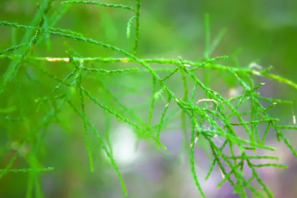 Groene Bladeren Mos Achtergrond Textuur — Stockfoto