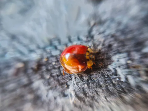 Macro Closeup Ladybug Brown Background — Photo