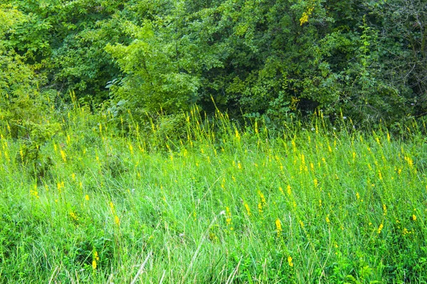 Green Meadow Yellow Flowers Landscape — 스톡 사진