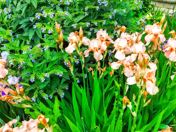 Iris Flowers Garden Bloom Meadow — Stock Photo, Image