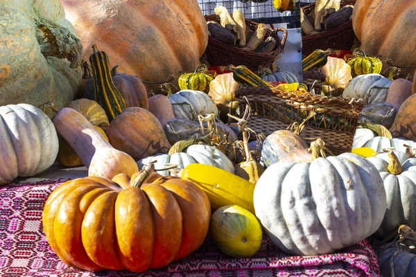 Little decorative pumpkins. Autumn Harvest Thanksgiving.A group of little colorful pumpkins. Multicolored decorative pumpkins on autumn festival. yellow little pumpkins.