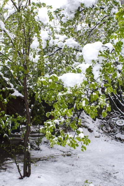 Зеленые Листья Снегу Ветка Садового Дерева Покрытая Морозом Снегом Весной — стоковое фото