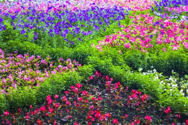 Jardim Flores Verão Pantanoso Dia Ensolarado — Fotografia de Stock