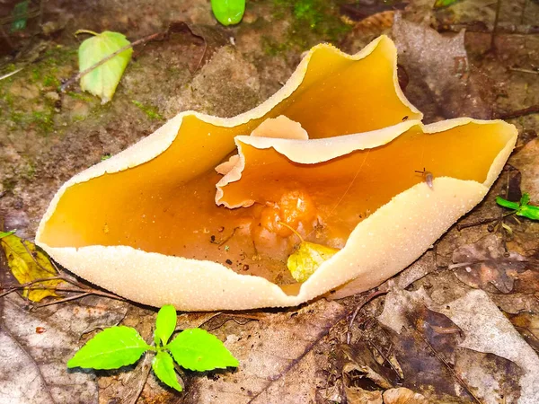 Peziza Fungo Interessante Que Parece Com Uma Tigela Laranja — Fotografia de Stock