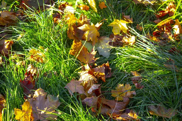 초록빛 가을철 — 스톡 사진