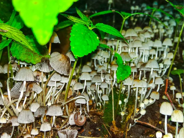 Many White Mushrooms Ground Green Forest — ストック写真