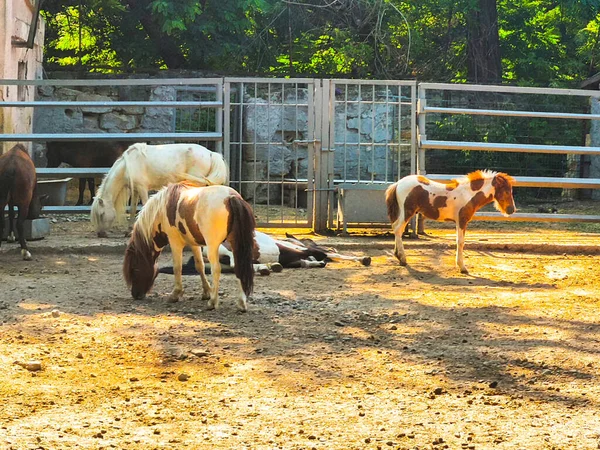 Cavalos Pônei Perto Cerca Madeira — Fotografia de Stock