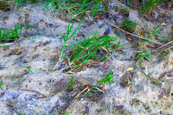Sucha Zielona Trawa Tło Tekstury — Zdjęcie stockowe