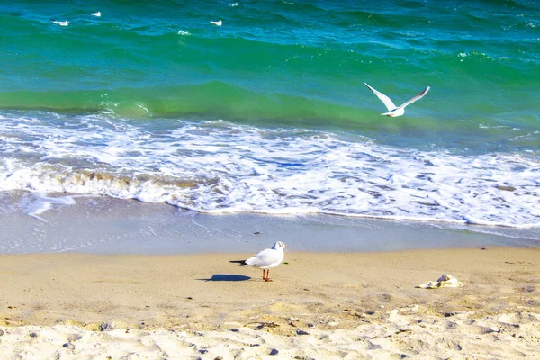 Oiseau Mouette Volant Sur Mer Des Plages — Photo