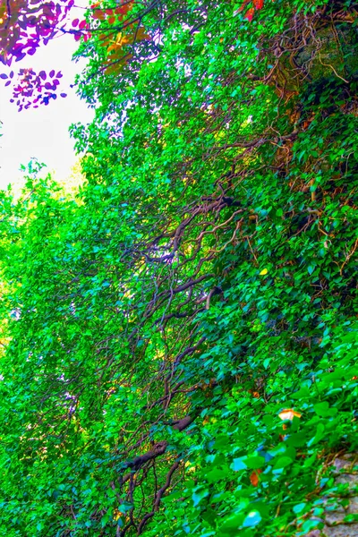 Buisson Feuilles Vertes Branches Lierre — Photo