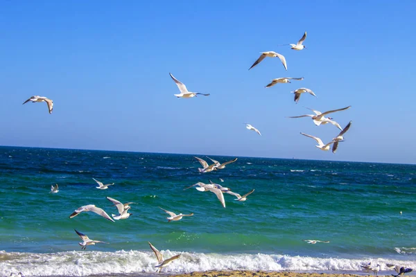 Ave Mar Volando Mar Playa — Foto de Stock