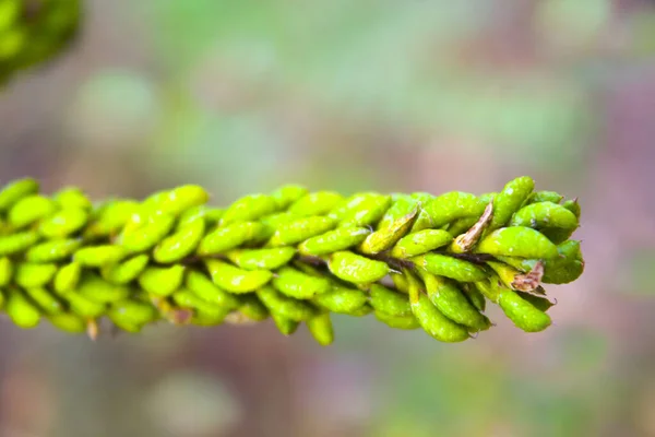 Samen Trockener Wildblumen Herbst — Stockfoto