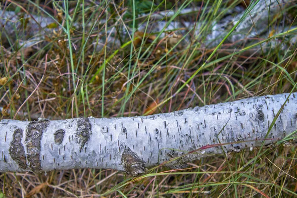 birch tree branch wood nature