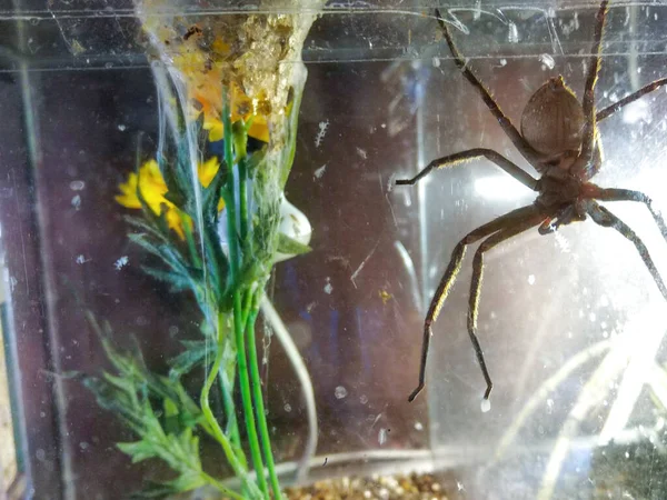 Zbliżenie Tarantula Owłosione Duże Pająki — Zdjęcie stockowe