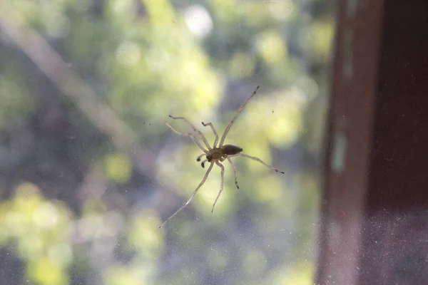 Griezelig Spin Spinnenweb Natuur Achtergrond — Stockfoto