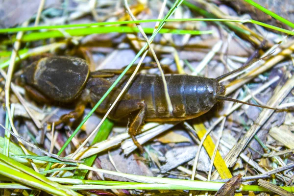 Gryllotalpa Cricket Insect Grass Nature — ストック写真