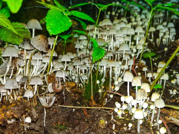 Many White Mushrooms Ground Green Forest — 스톡 사진